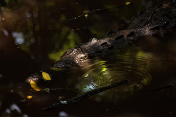 crocodile in water