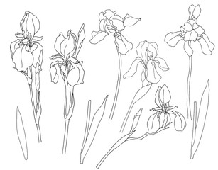 Set irises contour.For greetings, invitations, weddings, birthday