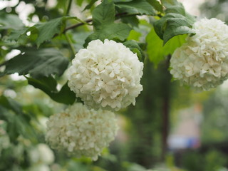 White spherical flower buds buldenezh. Floriculture.
