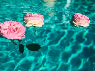 roses flottantes horizontal