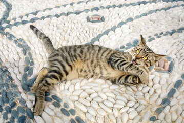 Funny tabby cat kitten playing and roll around on a white black pepple stone mosaic with ornamental shapes  in a Greek village, Aegean island, Cyclades, Greece 