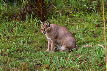 Caracal in South Africa (tenigwa)