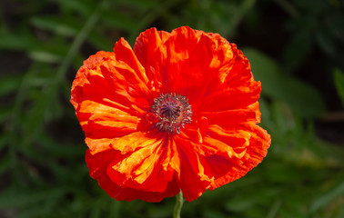 red poppy flower