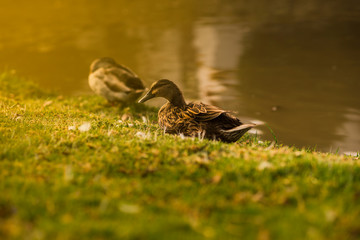 ducks rest on the grass by the lake at sunset