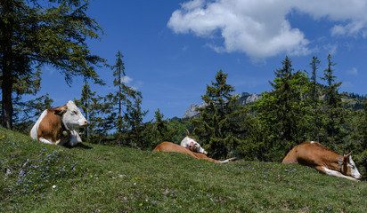 KLühe auf der Alm schlafend 