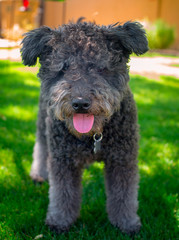 Hungarian Pumi 