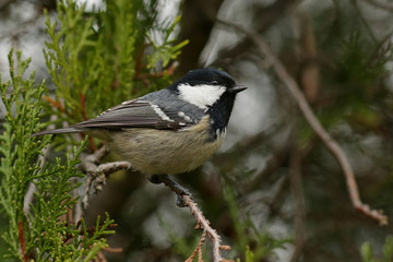 great tit on branch