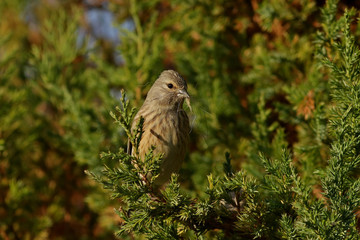 sparrow on a branch