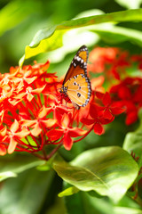 butterfly on red flower about to fly