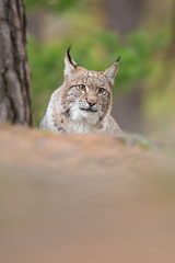 Common lynx resting in the forest. The largest European cat in a natural setting. Attractive autumn portrait of a lynx