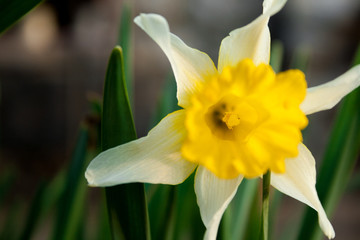 Pretty white and yellow flower with a background of green leaves