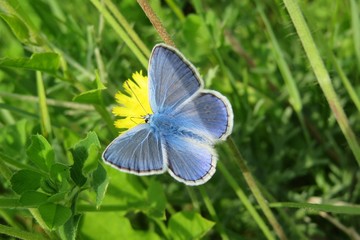 Beautiful blue butterfly