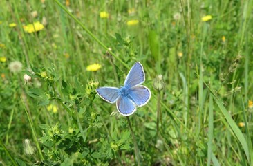 Beautiful blue polyommatus butterfly in the meadow