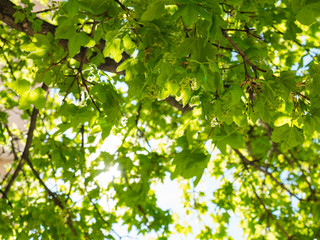 green leaves of a tree