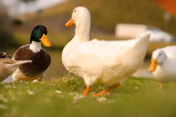 Ducks eating  in the sunset