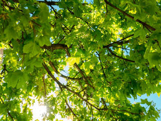 green leaves of a tree