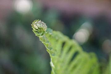 Fern leaves , green foliage . Natural floral background