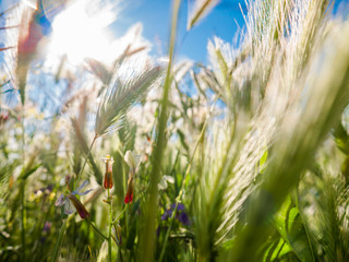 Murinum hordeum, arrow-shaped plants, spikes. In a park with flowers in spring and blue sky
