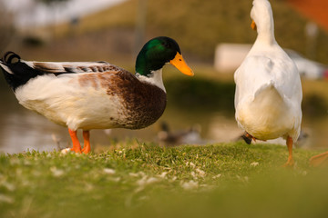 Ducks eating  in the sunset