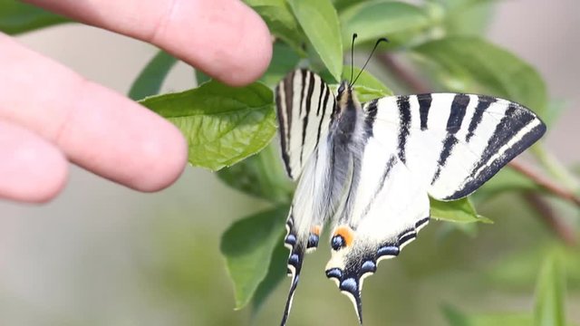 The scarce swallowtail butterfly (Iphiclides podalirius) on green leaf