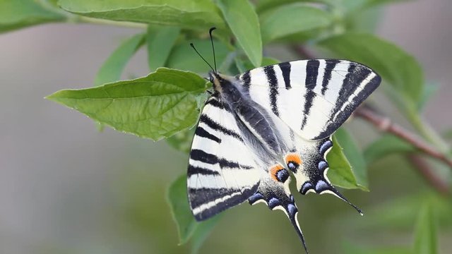 Close-up of scarce swallowtail butterfly (Iphiclides podalirius) resting on a leaf