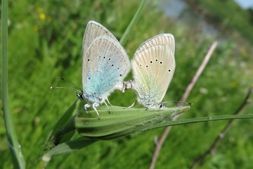 Mating polyommatus butterflies in the meadow, closeup