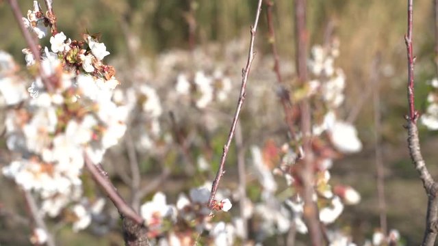 Cherry blossom in the Valley Jerte. Extremadura,Spain