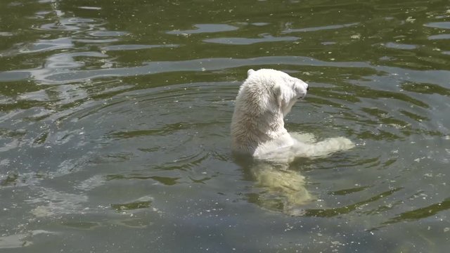 Polar bear swims in a water and shakes his fur (4K, 30fps)