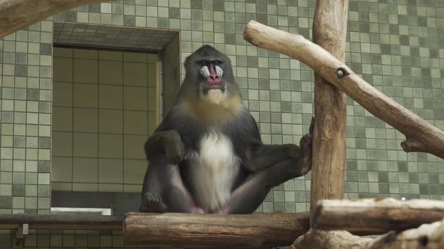 Mandrill proudly sits at the top of an aviary at Berlin zoo (4K, 30fps)