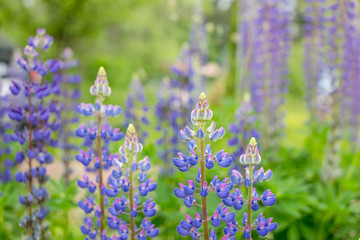 natural background for your design, blooming lupine flowers.summer field.Young blooming lupine flower in the spring,summer garden.Summer season. Natural scenery.
