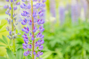 Obraz premium natural background for your design, blooming lupine flowers.summer field.Young blooming lupine flower in the spring,summer garden.Summer season. Natural scenery.