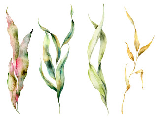 Watercolor seaweed set with laminaria branches. Hand painted underwater floral illustration with algae leaves isolated on white background. For design, fabric or print. - obrazy, fototapety, plakaty