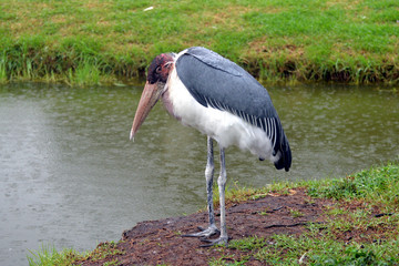 Marabou in South Africa