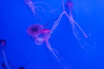 Jellyfish on blue background.