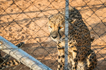 Cheetah in conservation park Namibia