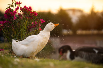 Duck shower