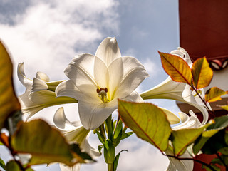Close up of a beautiful white wedding lily