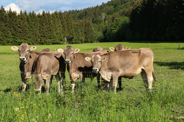 Naklejka na ściany i meble Brown cows in pastures in the foothills of the Alps