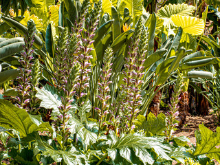 botanical garden with wild-growing bears breeches