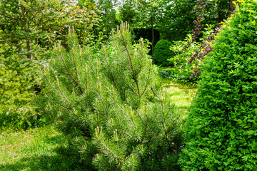 Fototapeta premium Beautiful young long shoots on Mountain pine Pinus mugo Pumilio. Small and fluffy. To the right of the pine evergreen boxwood Buxus sempervirens. Nature concept for design