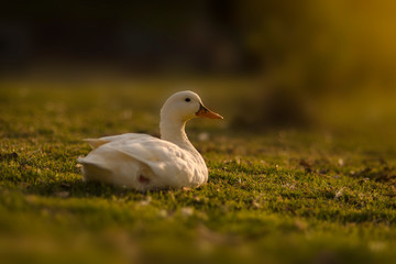 Duck rests on green grass at sunset