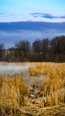 Early morning mist over the duck pond surrounded by cottontails and tall grasses