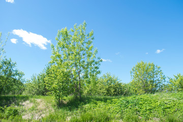 Fototapeta na wymiar Russian nature, landscapes field. Grass and sky