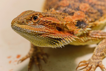 portrait macro photo of a female bearded dragon (Bartagame)