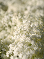 Elder flower on the sun 