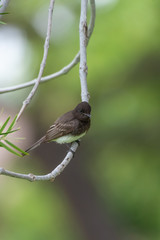 Adorable Black Phoebe bird perches on tree branch to observe park below.