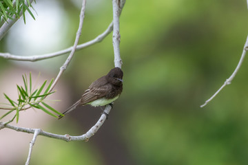 Adorable Black Phoebe bird perches on tree branch with a watchful eye on below.
