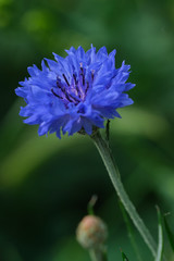 macro photo of blue cornflower - Centaurea cyanus - against green background