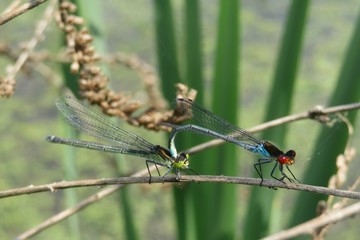 Mating dragonflies on pond background, closeup