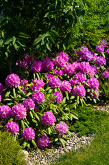 Home garden detail, pink rhododendron plants with green vegetation.